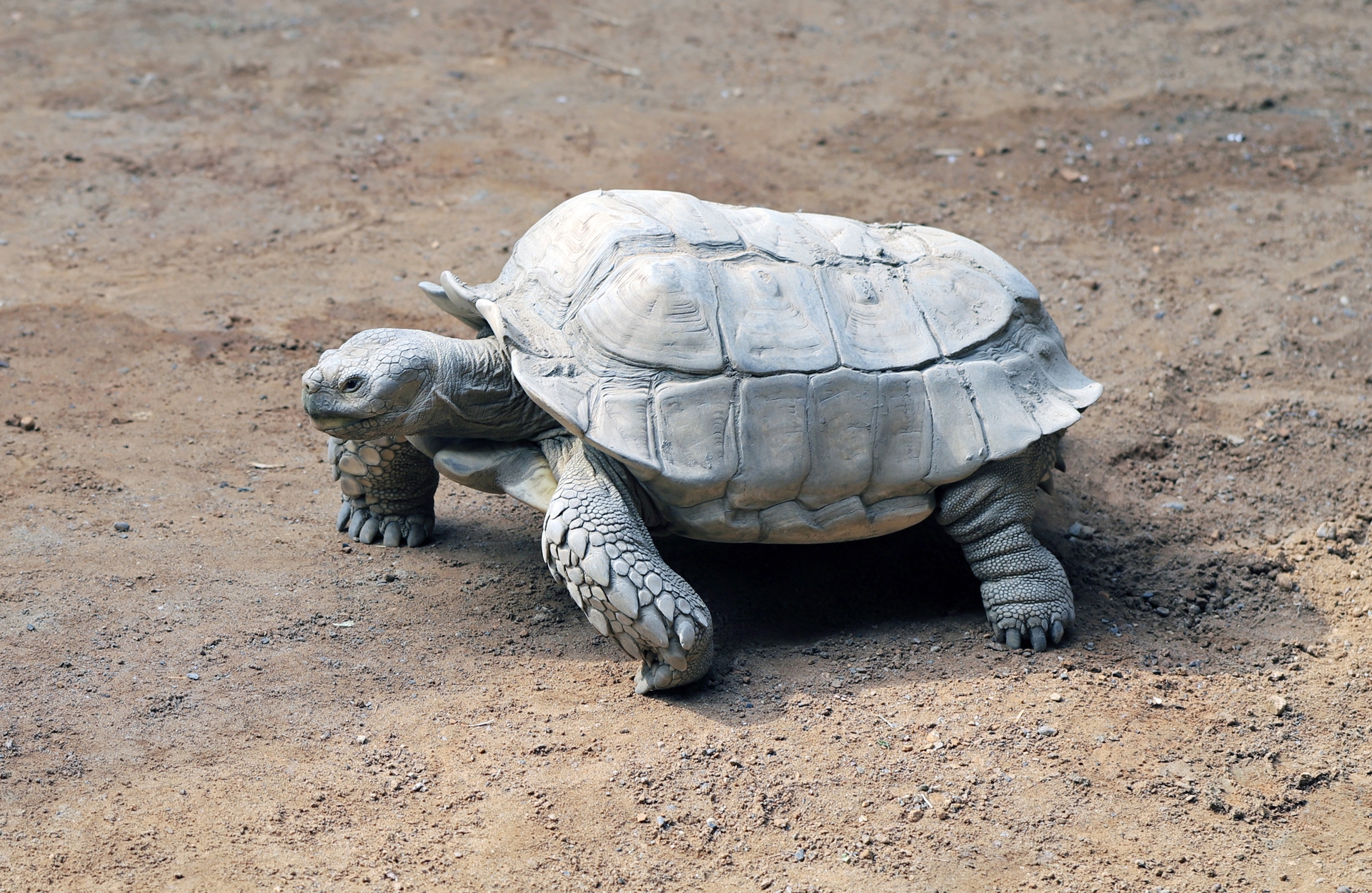  p>象龟,在 a href="#" data-lemmaid="1298770">生物分类学 /a>上是 