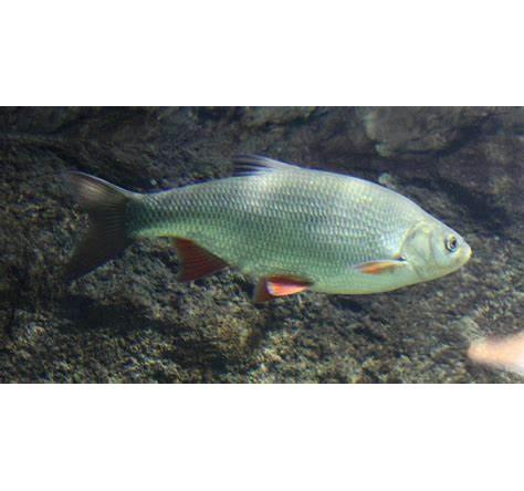  p>高体雅罗鱼是 a target="_blank" href="/item/鲤科/1909593" data