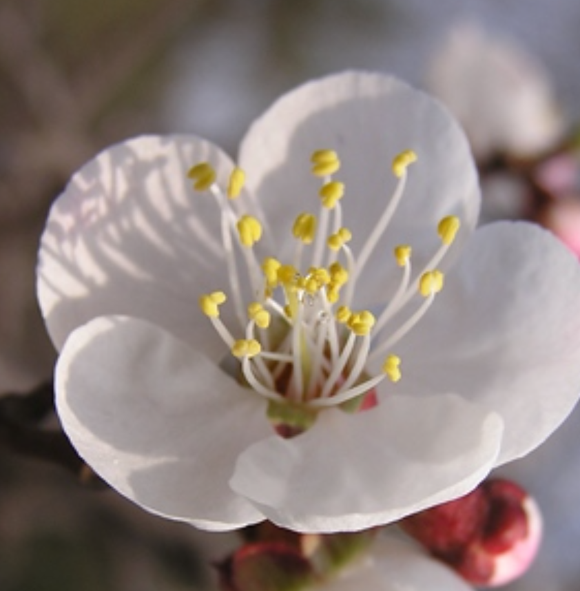 嫩枝呈现褐色或褐红色;树叶叶柄短,叶子呈圆形;杏花开放时花瓣呈现玉