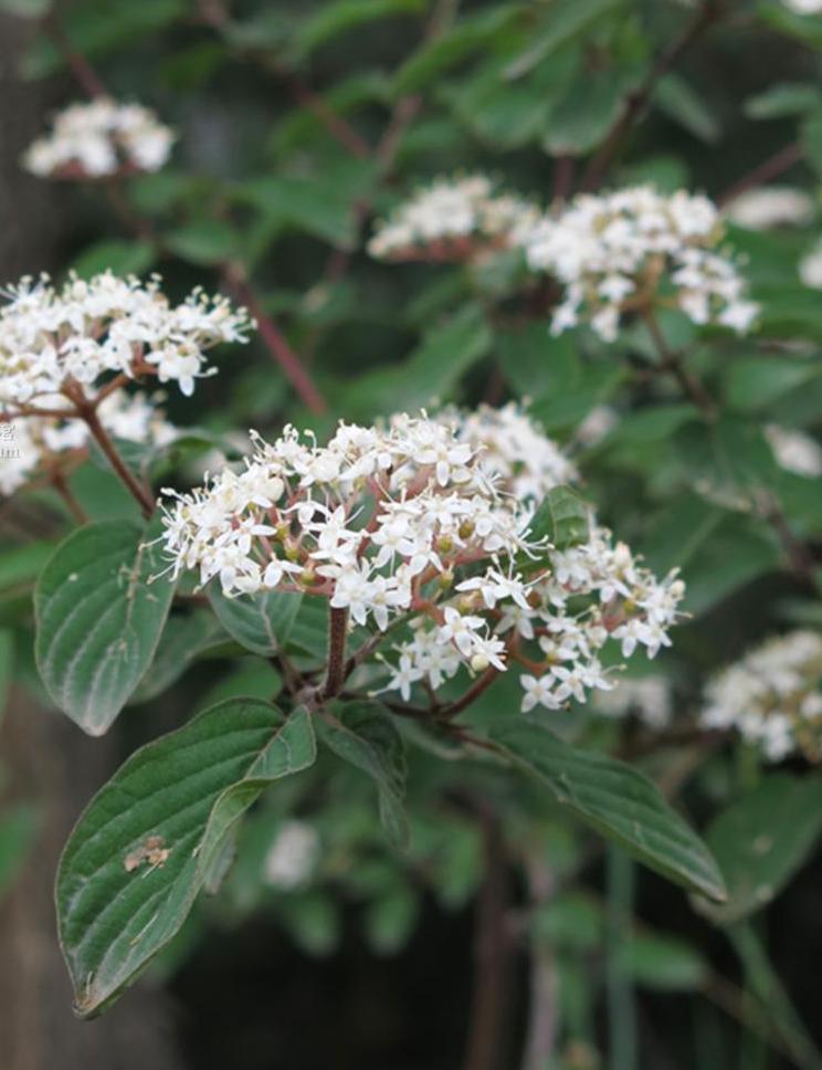 henry)是山茱萸科,山茱萸属植物.