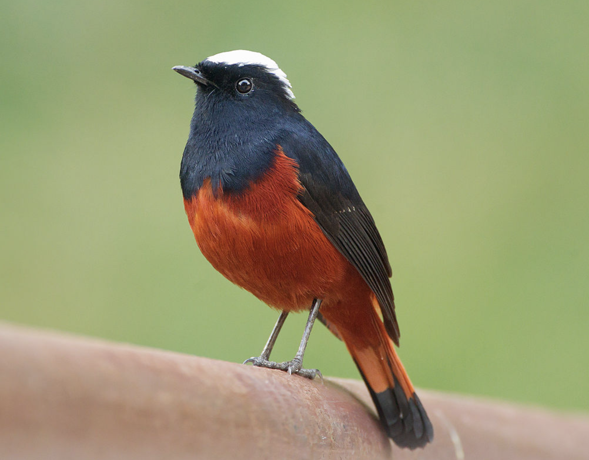  p>红腹红尾鸲(学名: i>phoenicurus erythrogastrus /i>)是鹟科,红尾