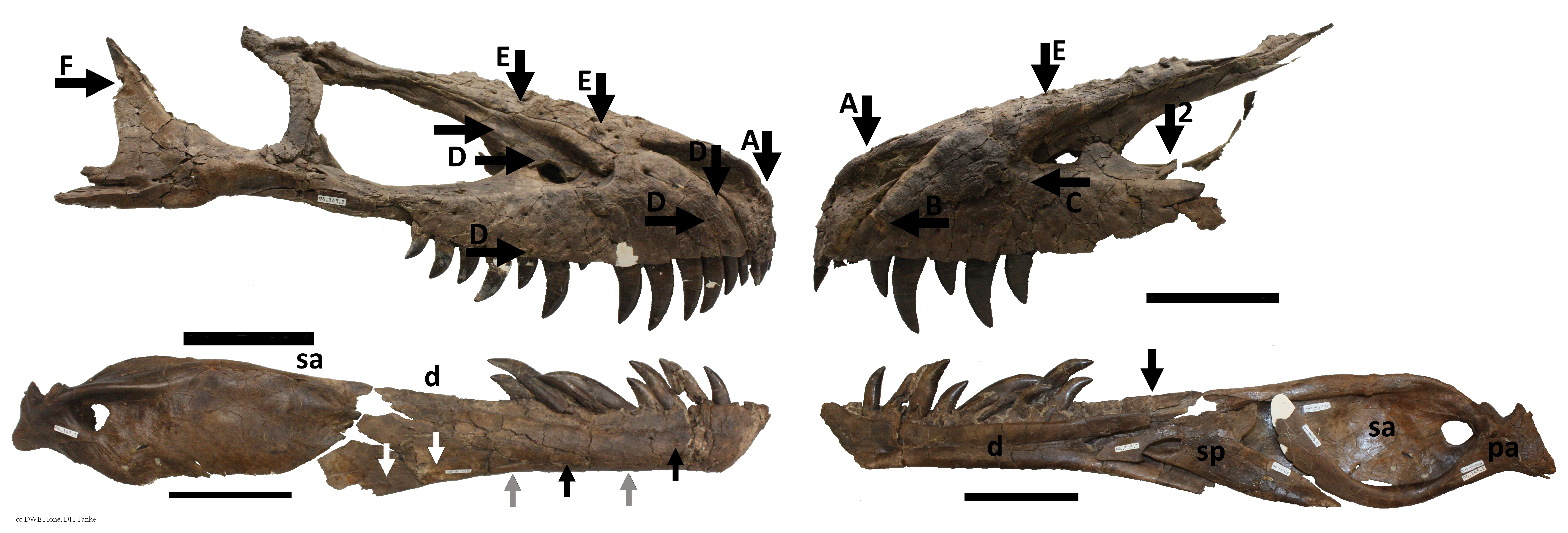  p data-id="tcdtb1yvywjt">惧龙是非常著名的