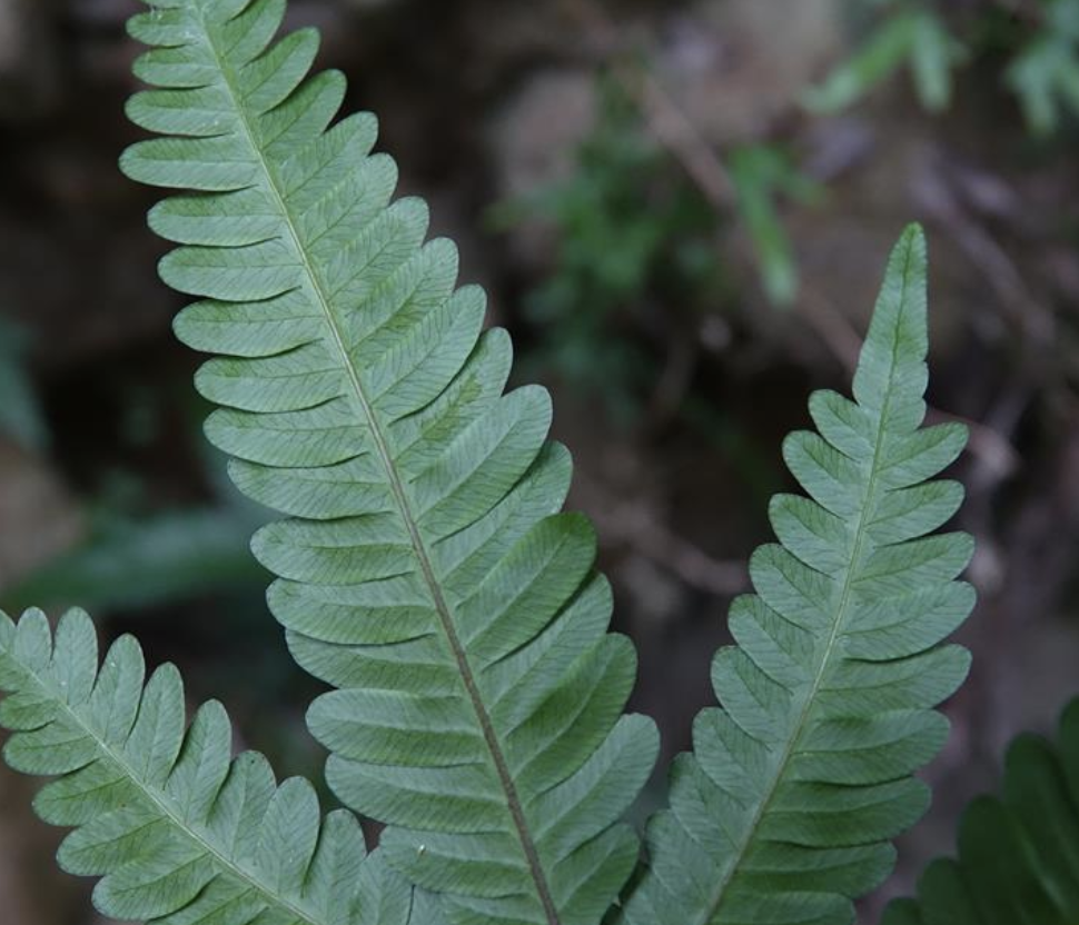  p>傅氏凤尾蕨(学名: i>pteris fauriei /i> hieron.