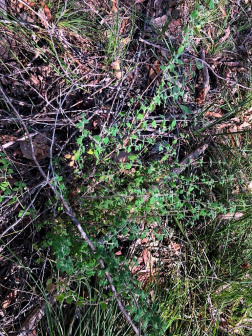 Mentha grandiflora_百度百科