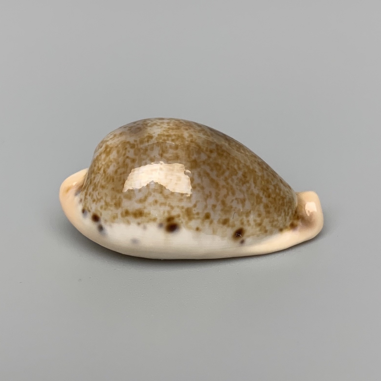  p>玉女宝螺的亚种.产自于80-200米水深,通常为深水拖网采集. /p>