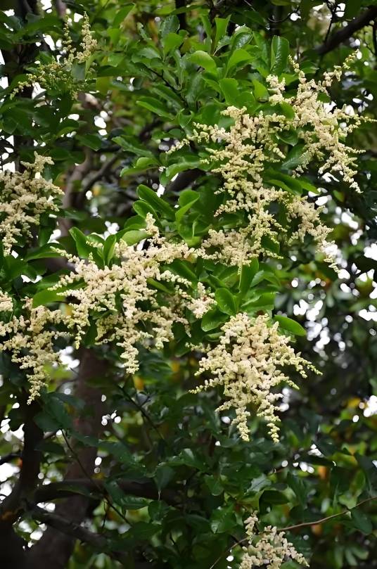 华南泡花树_百度百科
