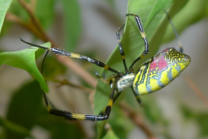 class="ref" data-ctrid="thpdyljlicon">棒络新妇,是蜘蛛目 /span> 