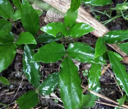 yybxq">金丝吊葫芦,又名三叶青,三叶崖爬藤,为葡萄科植物三叶青的块根
