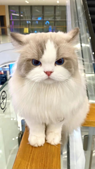 布偶猫图片