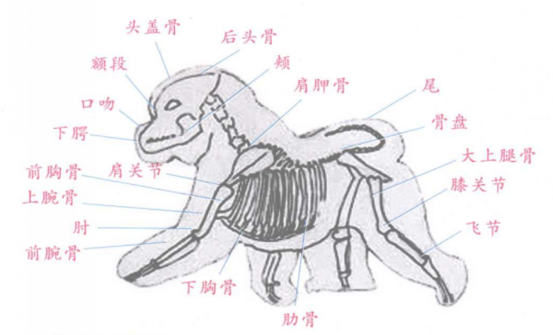 狗狗比熊