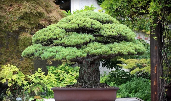 日本五针松 生命永存 老而不衰 百科ta说