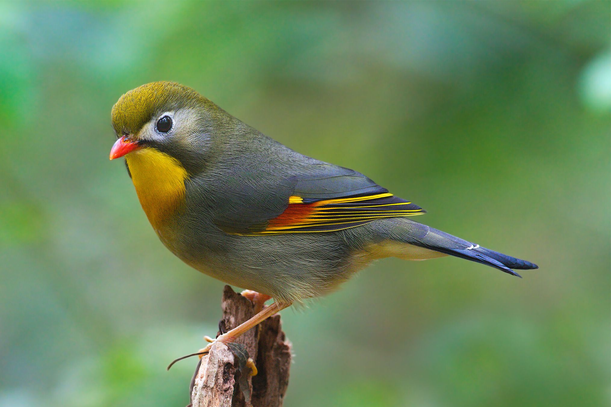 红嘴相思鸟广东亚种