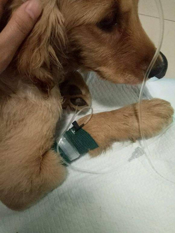 了不起的宠物医生