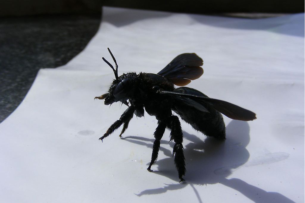 xu et he,1994)是 a target="_blank" href="/item/螯蜂科/2612477"