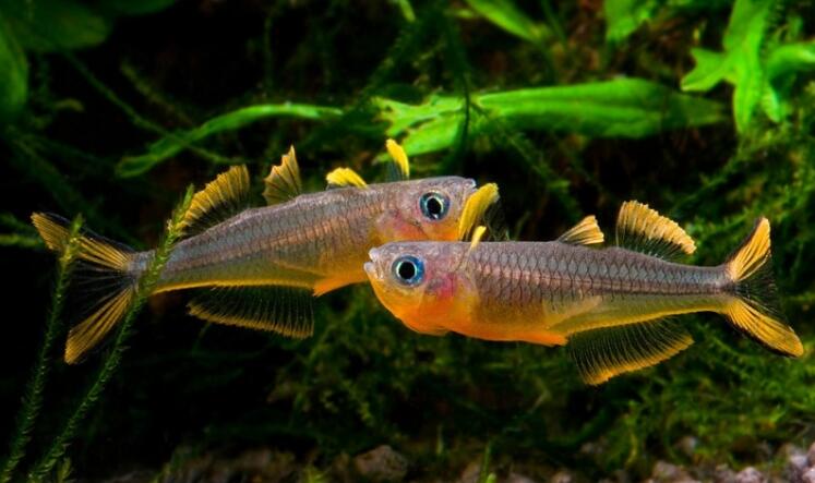  p>叉尾鲻银汉鱼(学名: i>pseudomugil furcatus /i>)是鲻银汉鱼科,鲻