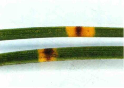 href="/item/油松/890953" data-lemmaid="890953">油松 /a>的病害