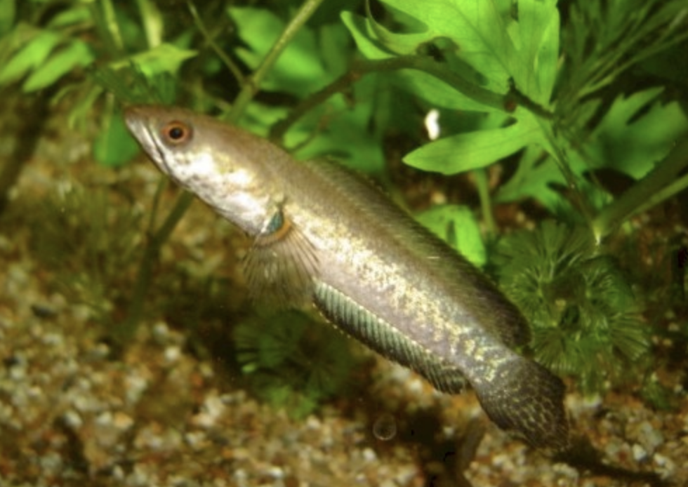 体长一般200毫米以下.形态如斑鳢.