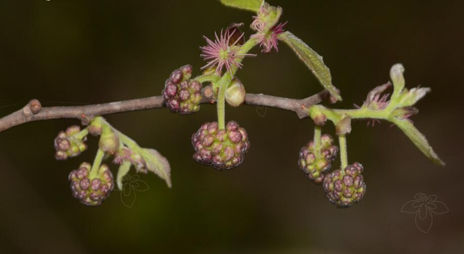 是桑科,构属植物.
