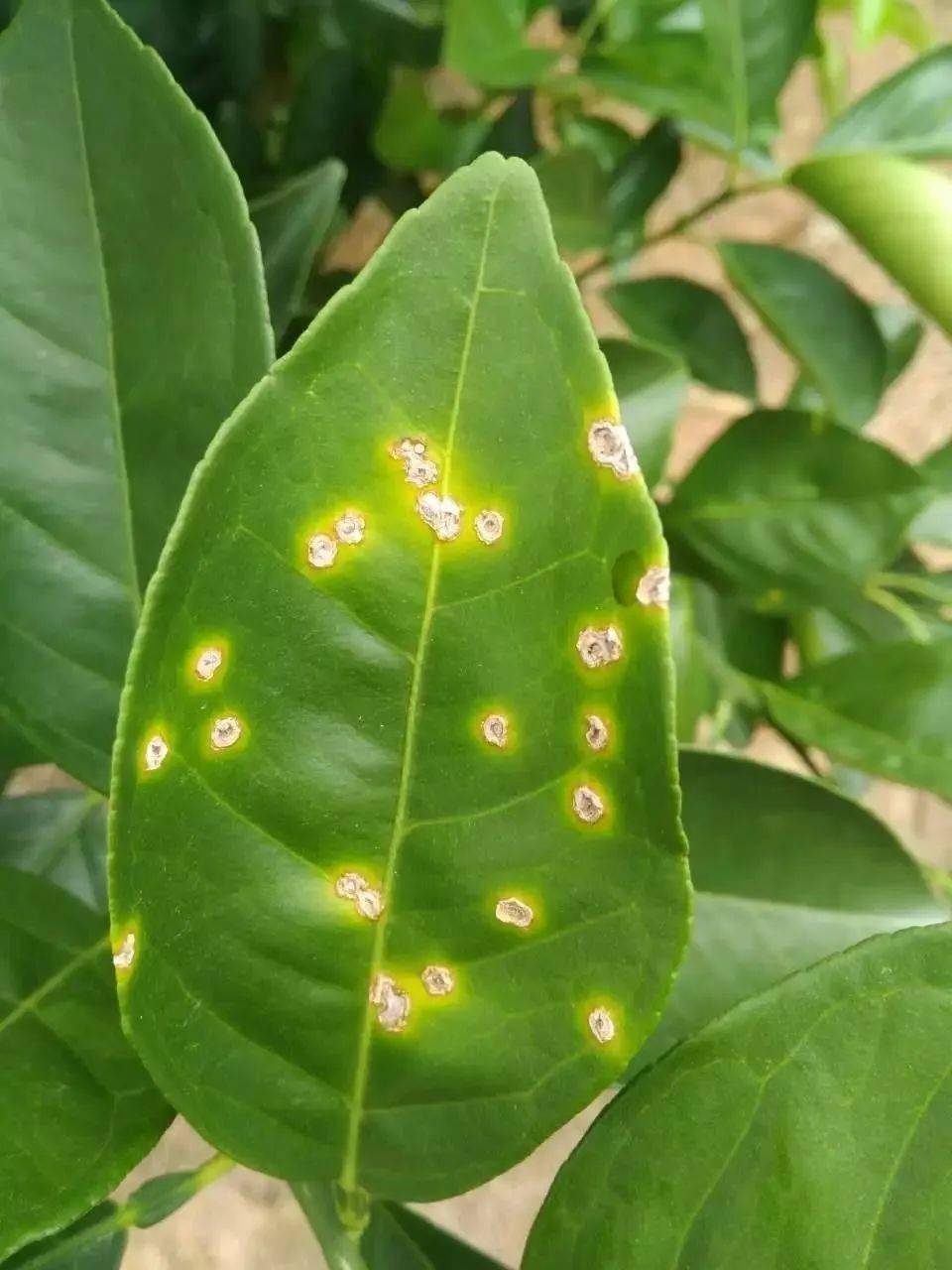 柑橘溃疡病菌