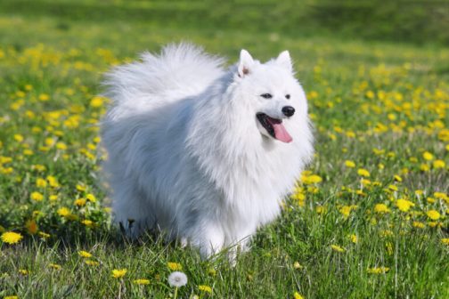 银狐犬（原产于日本的独立犬种）_百度百科