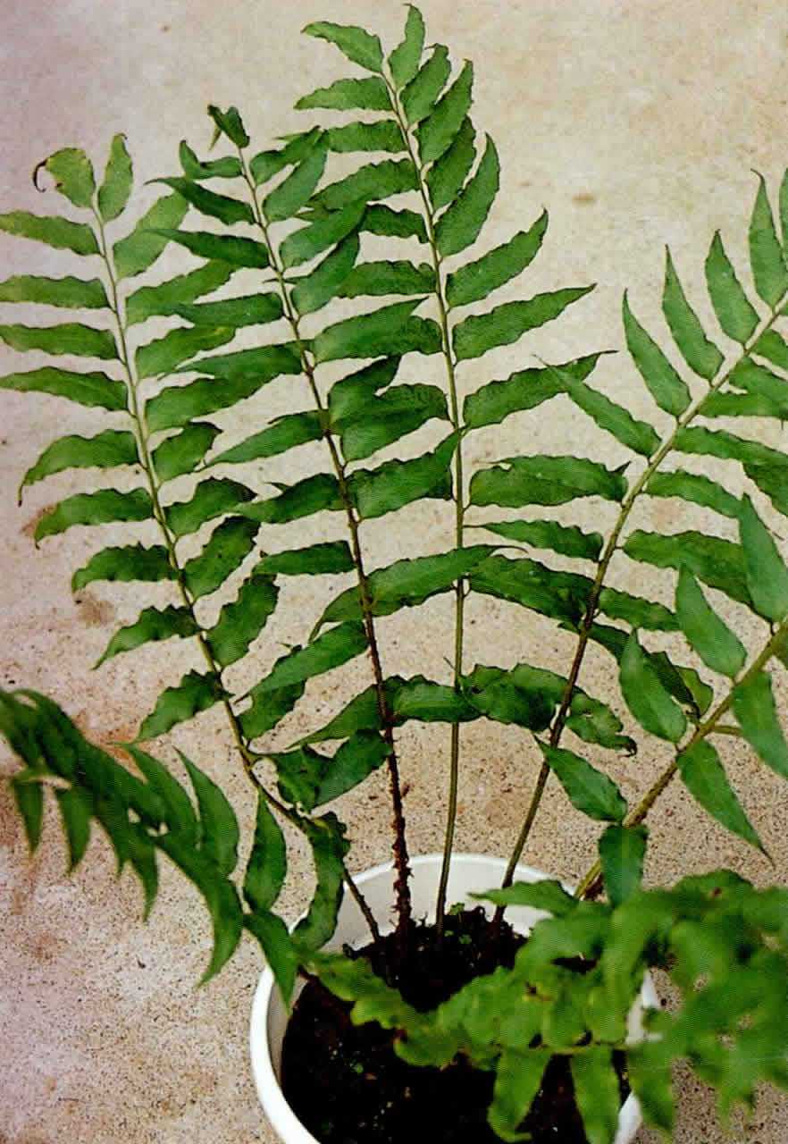  p>细裂复叶耳蕨为 a target="_blank" href="/item/复叶耳蕨属