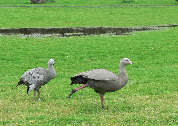澳洲灰雁