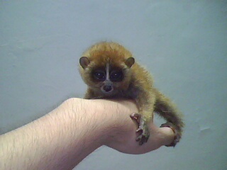  p>宠物市场出售所谓"日本袖珍石猴",其实是 a href="#" data-lemmaid