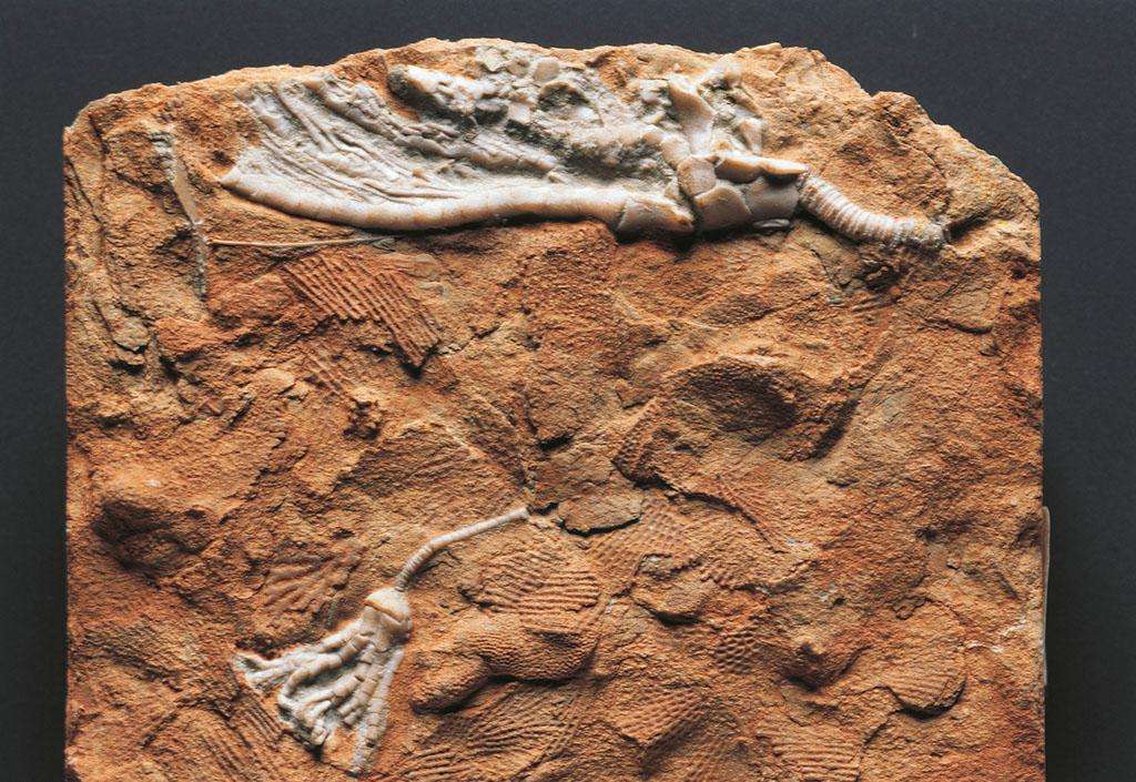  p> a href="#" data-lemmaid="3344192">棘皮动物门 /a>的一纲.