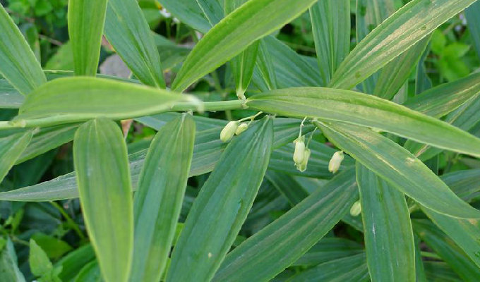  p>卷叶黄精(学名: i>polygonatum cirrhifolium /i> (wall.