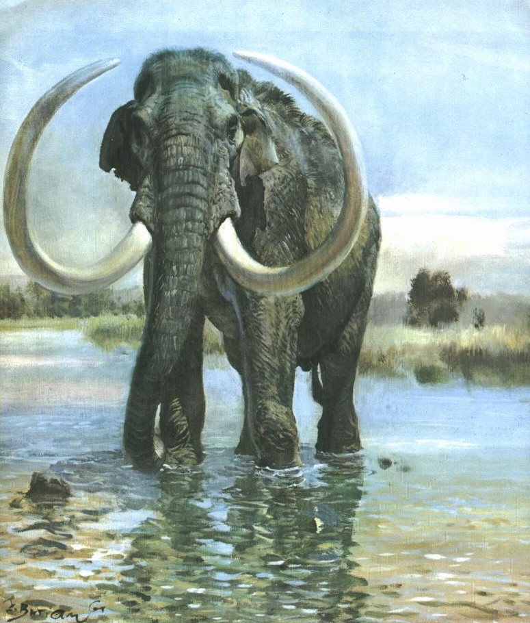  p>美洲乳齿象(mammut americanum)是北美洲已灭绝的乳齿象,其化石