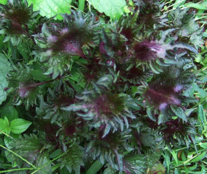  p data-id="ta9ckjv8rvey">回回苏是唇形科紫苏属植物.