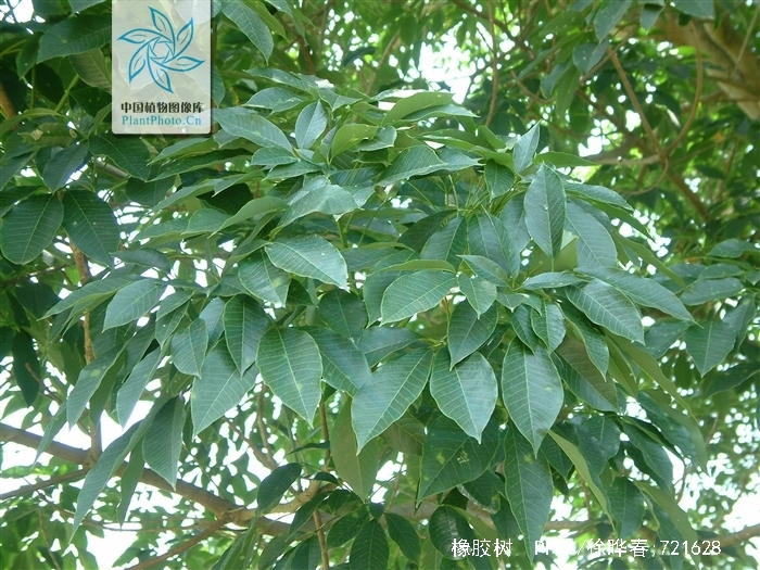 arg.)是大戟科,橡胶树属植物.