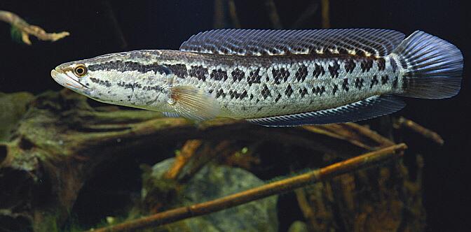  p>斑鳢(学名: i>channa maculata /i>)是鳢科,鳢属鱼类.