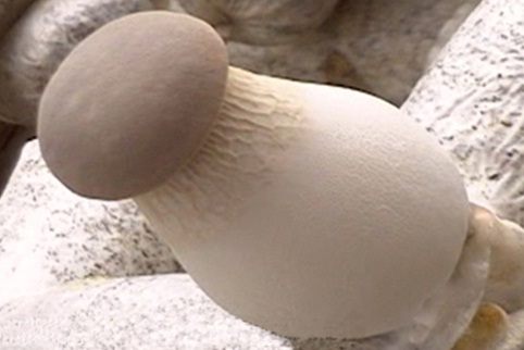  p>杏鲍菇是典型的亚热带草原—干旱沙漠地区的野生食用菌,于春末至夏