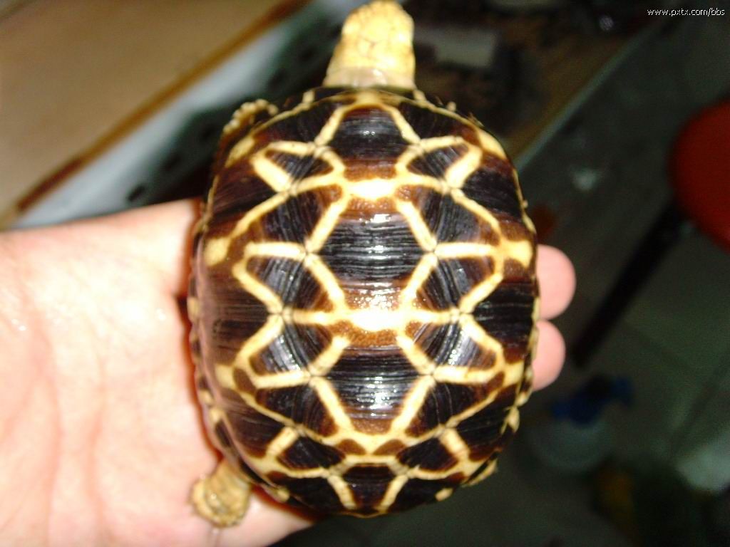  p>缅甸星龟(学名: i>geochelone platynota /i> )是陆龟科,象龟属