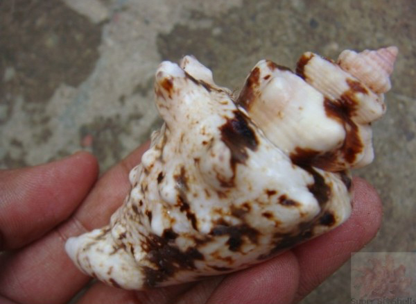  p>粗瘤凤凰螺(学名:lentigo lentiginosus)雌雄异体.