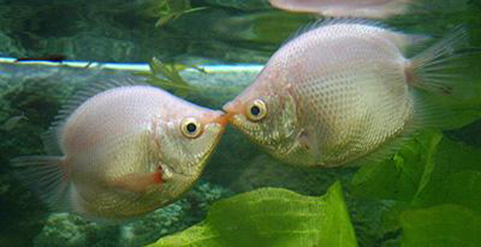  p>吻鲈(学名: i>helostoma temminkii /i>):野生鱼体长20-33厘米