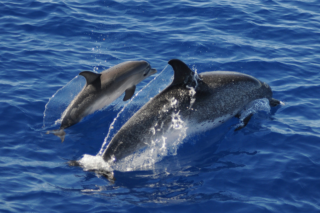  p>花斑原海豚(学名:stenella frontalis),身体呈纺锤形,体形颇似 a