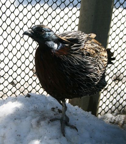  p>勺鸡(学名: i>pucrasia macrolopha /i>):体长390-630毫米,体重750