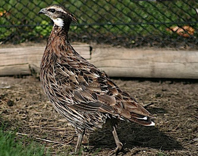  p>勺鸡(学名: i>pucrasia macrolopha /i>):体长390-630毫米,体重750