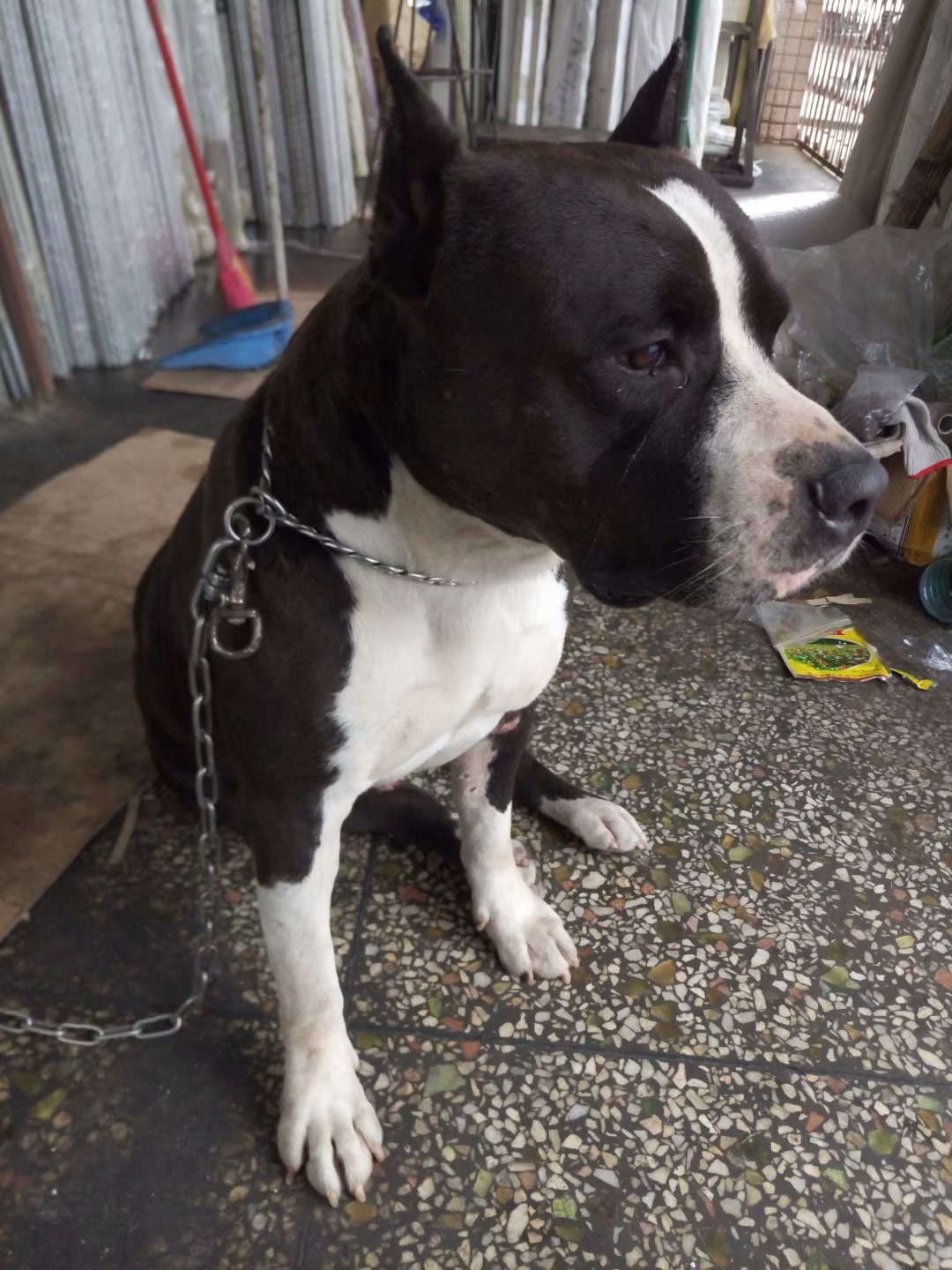 american staffordshire terrier