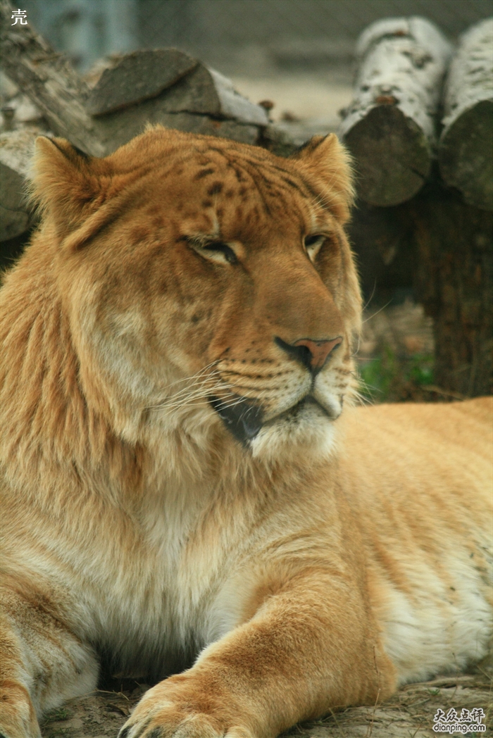  p> b>狮虎兽 /b>( a target="_blank" href="/item/学名/8074290"