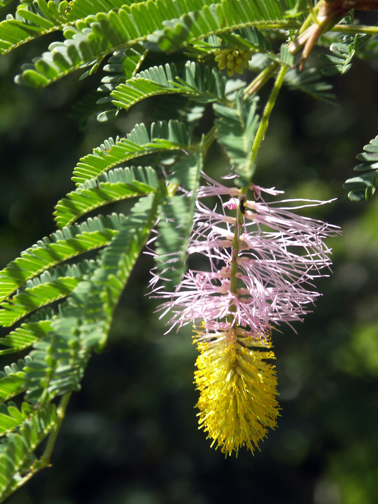 p>代儿茶属(dichrostachys wight et arn.