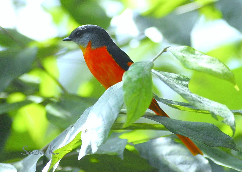 p>长尾山椒鸟(学名: i>pericrocotus ethologus /i>)为山椒鸟科山椒