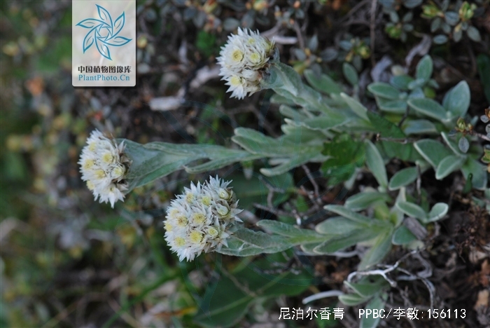  p>尼泊尔香青(学名: i>anaphalis nepalensis /i> (spreng.) hand.
