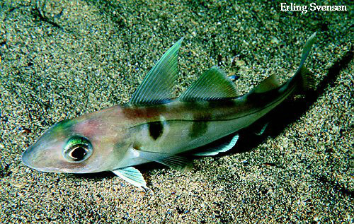  /a>黑线鳕的一属深海 a target="_blank" href="/item/鳕鱼/460406"