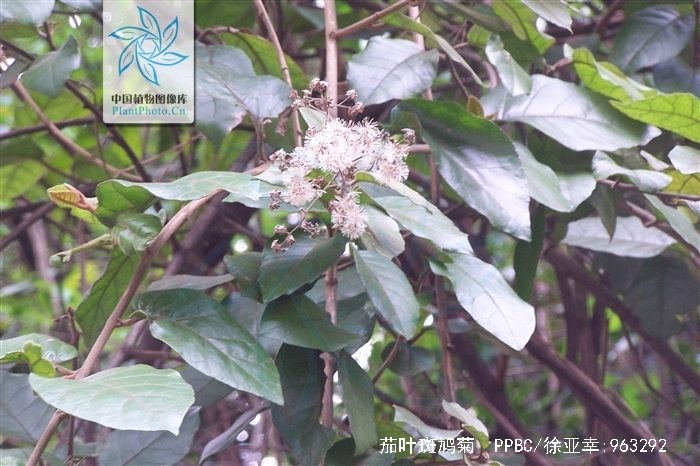  p>茄叶斑鸠菊(学名: i>vernonia solanifolia /i> benth.
