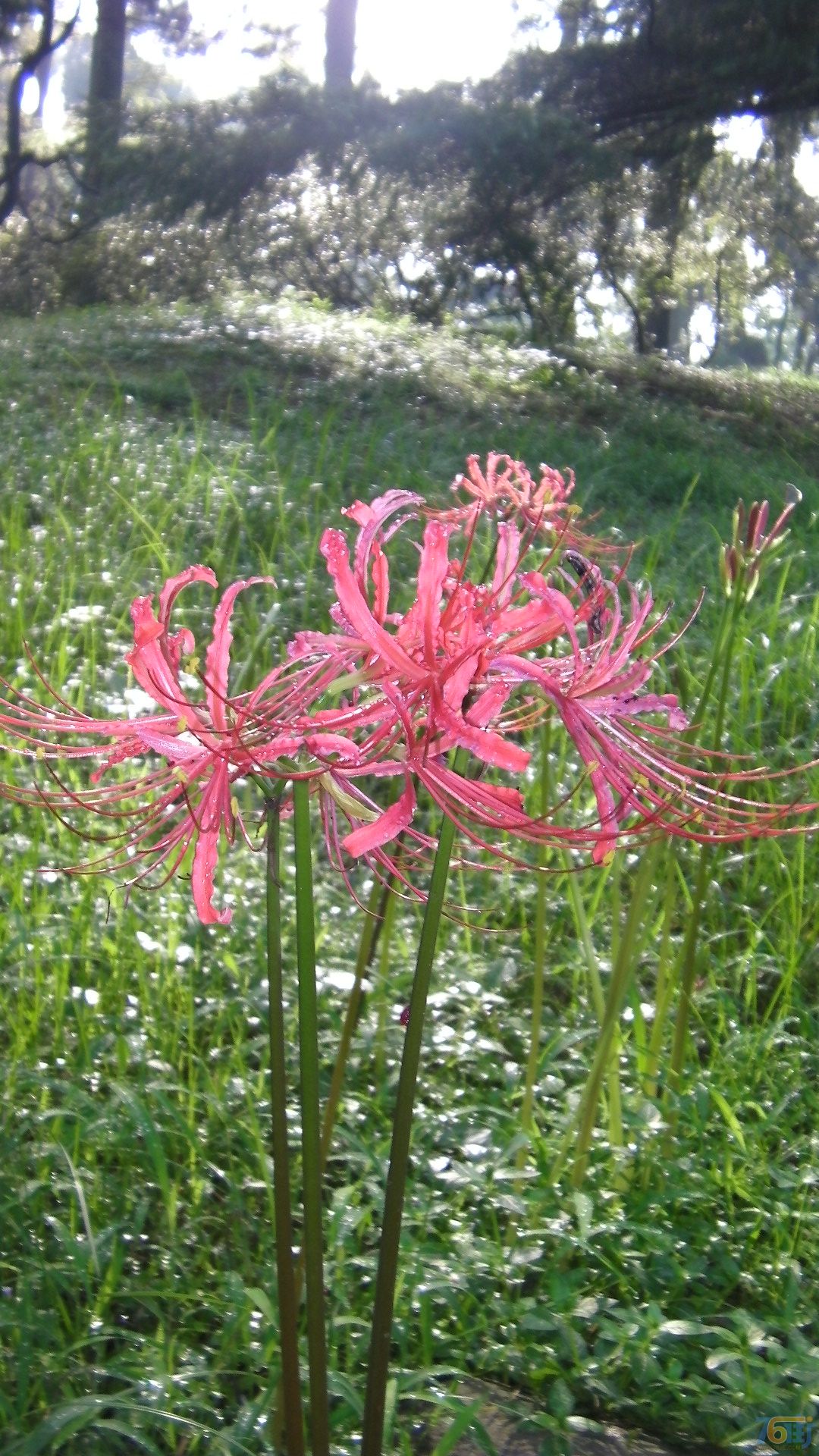  p>石蒜(学名: i>lycoris radiata /i>   (lher.) herb.