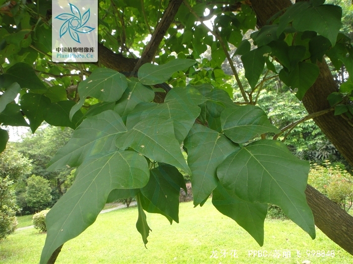  p>龙牙花(学名: i>erythrina corallodendron /i>  l.