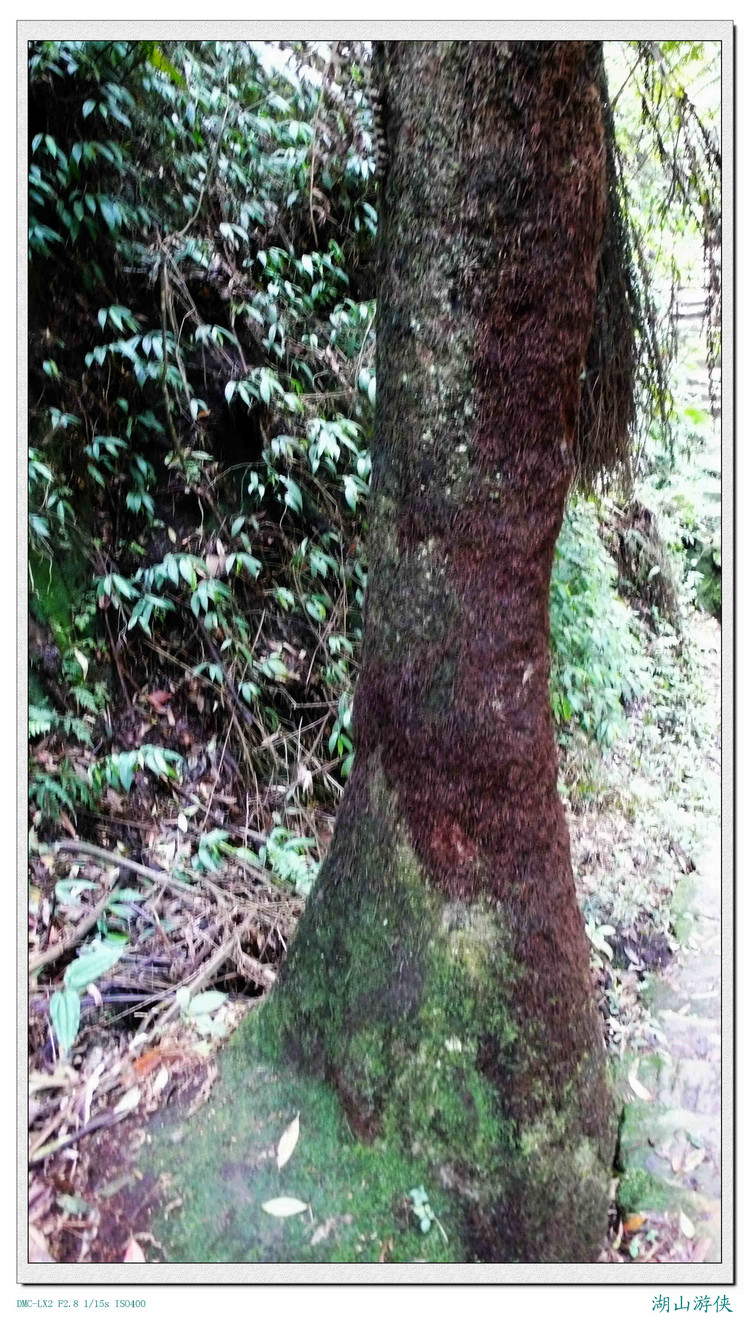  p data-id="gnx1x91o35">颈卵器植物包括了苔藓植物,蕨类植物和裸子